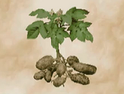 Potato