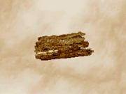Treebark