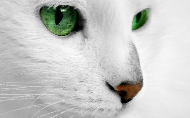 Файл:46ef65eb388a690aea03e3eb257b366a.jpg