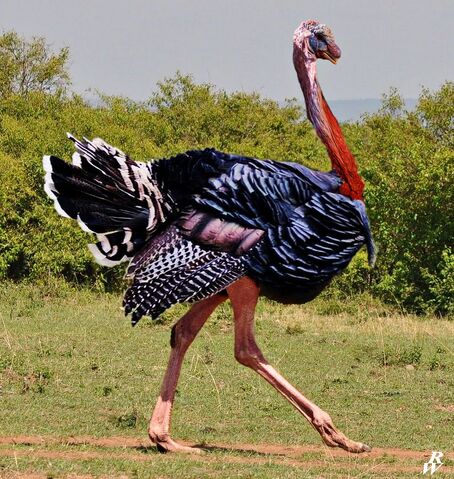 File:Ostrich-like turkey.jpg