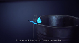 Blue Butterfly