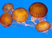 300px-Sea nettles