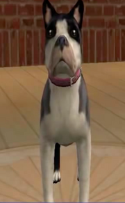 Cloe