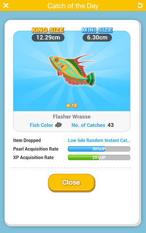 File:Flasher Wrasse.png
