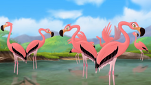 FlamingosFTH-0