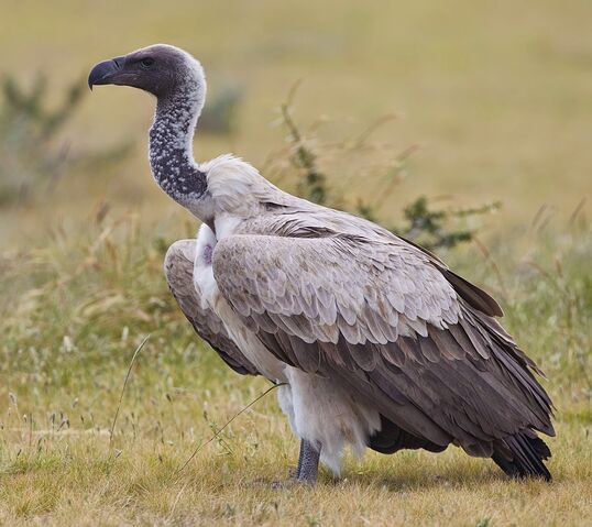 File:Vulture.jpg