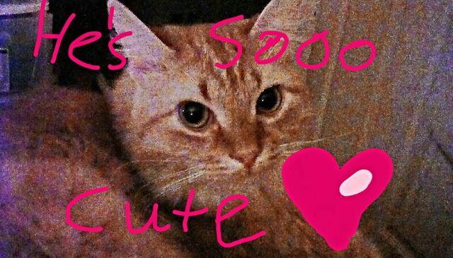 File:IMG 20170520 034832 kindlephoto-4784931.jpg