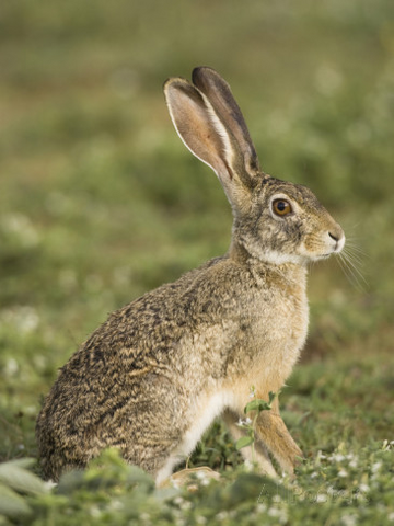 File:Reallife-hare.png