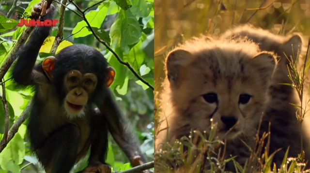 File:Whos-cuter.png