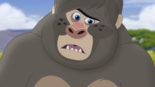 The-lost-gorillas (42)