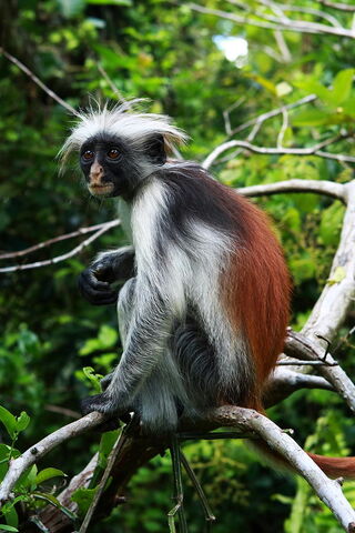 File:Red-colobus-monkey-07.jpg