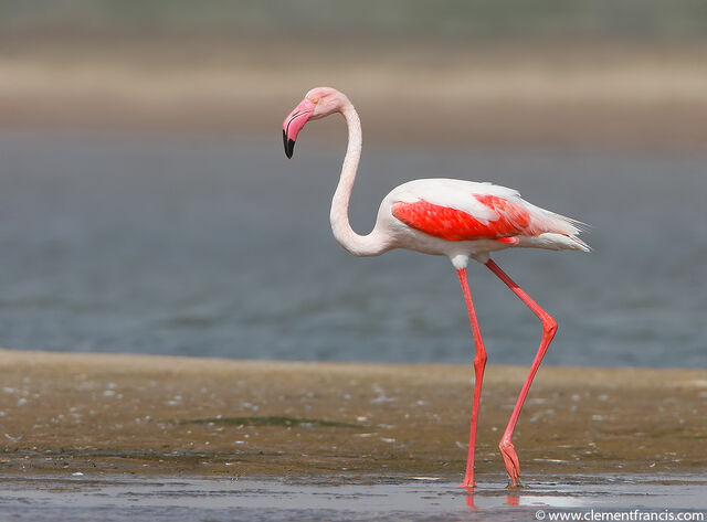 File:Flamingo.jpg