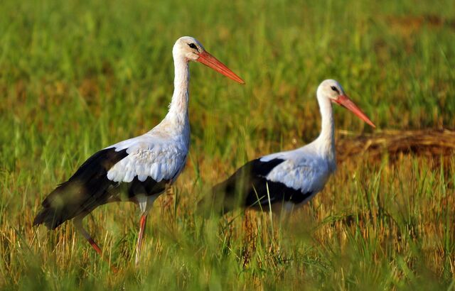 File:2Storks2011.jpg