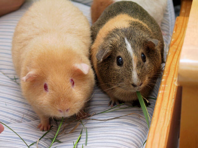 File:2AdultGuineaPigs.jpg