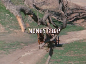 Title.moneycrop