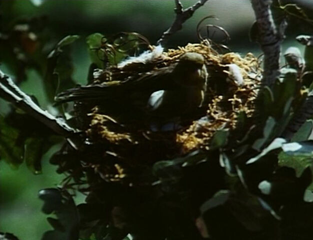 File:Bird-lims.jpg