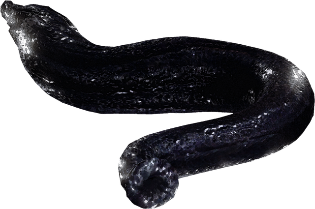 File:Leech.png