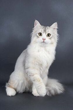 Icestar