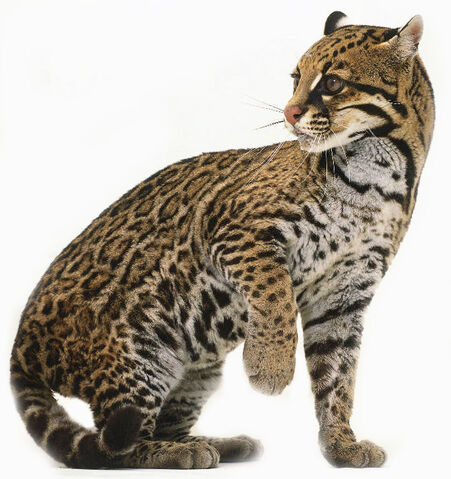 File:Ocelot.jpg