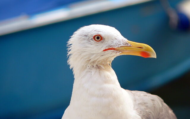 File:Seagull-in-venice-wallpapers 4193 2560x1600.jpg