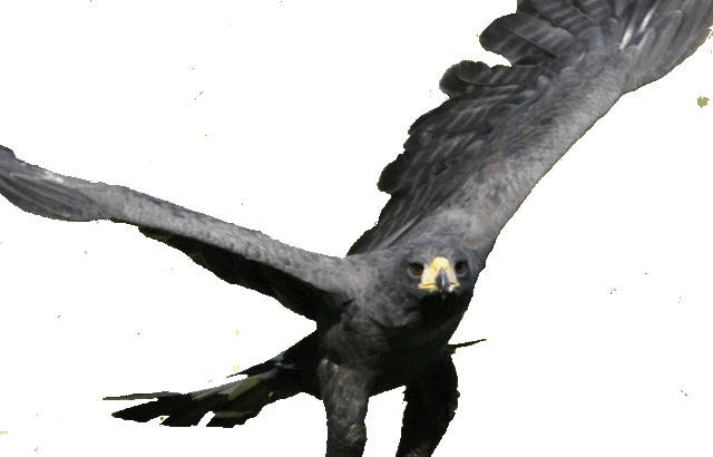 File:Great Black Hawk MP1.gif