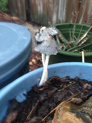 File:Mushrooms.jpg