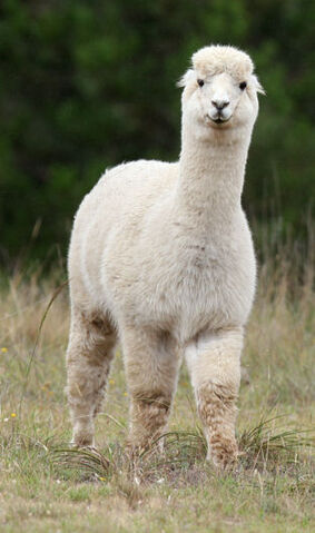 File:Alpaca.jpg