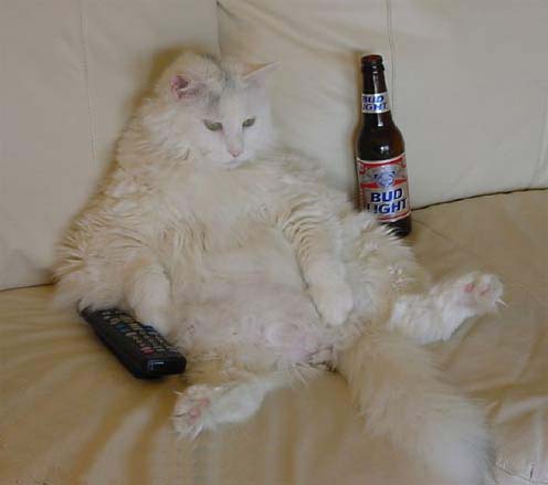 File:Fatcat.jpg
