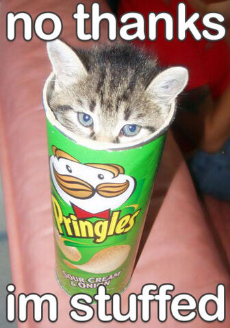 File:Pringlescat.jpg