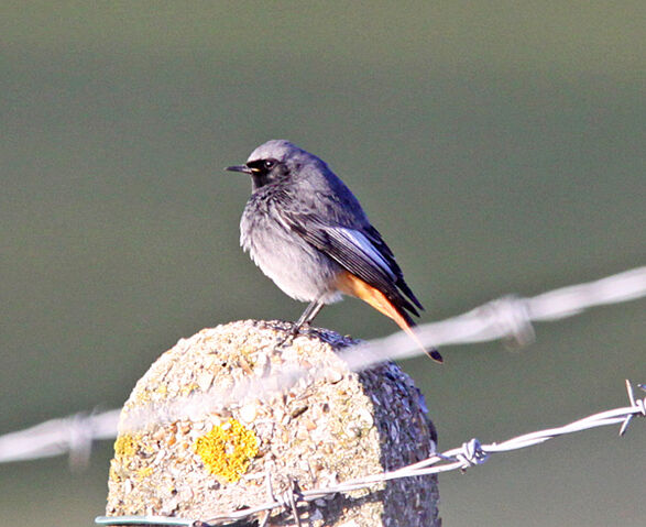 File:IMG 1549 Black Redstart1.jpg