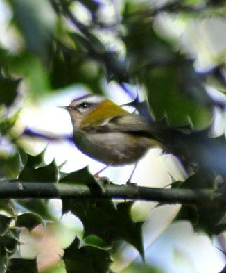 File:Firecrest.JPG