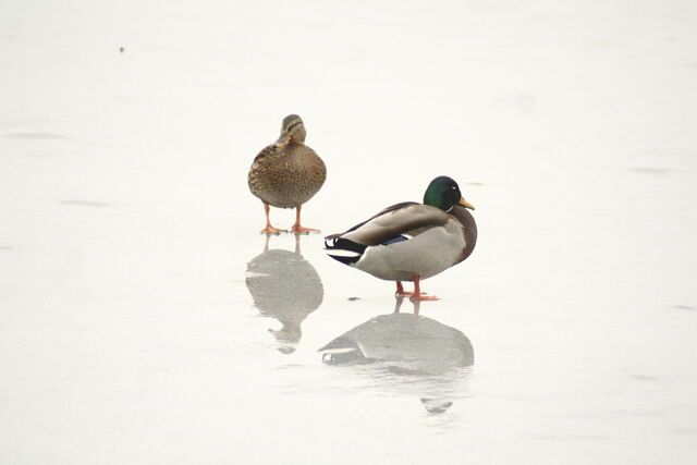 File:Wildlife 1262.jpg