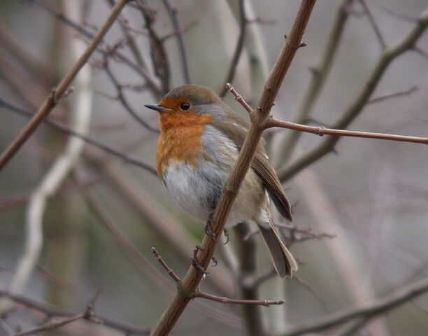 File:Robin 06-02-2010 MHP msr.jpg