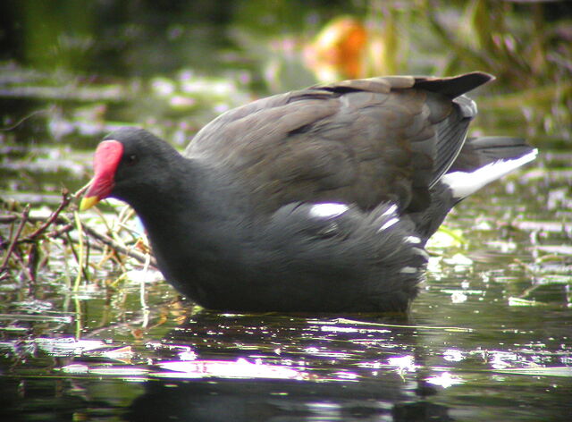 File:Moorhen MHP (18-09-04).jpg