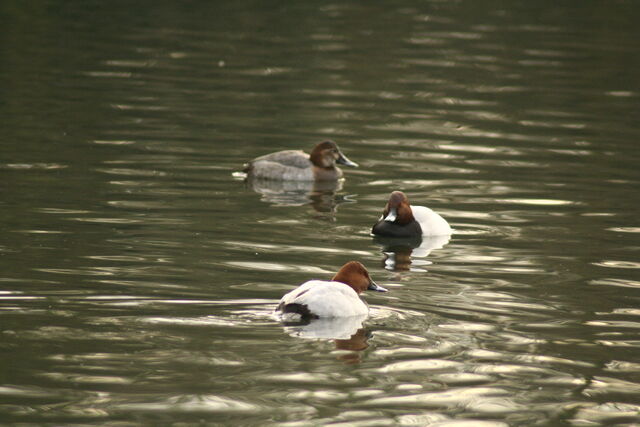 File:Wildlife 1300.jpg