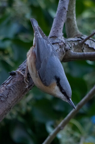 File:Nuthatch.jpg