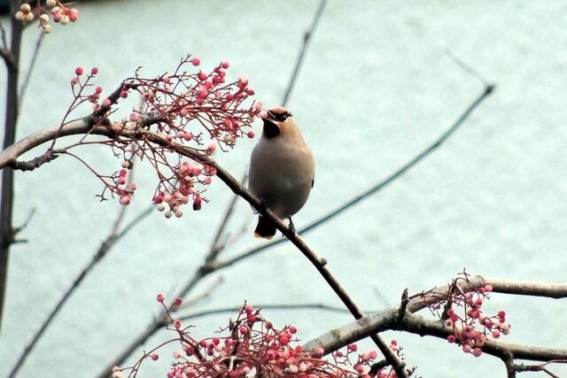 File:Waxwing 5.jpg