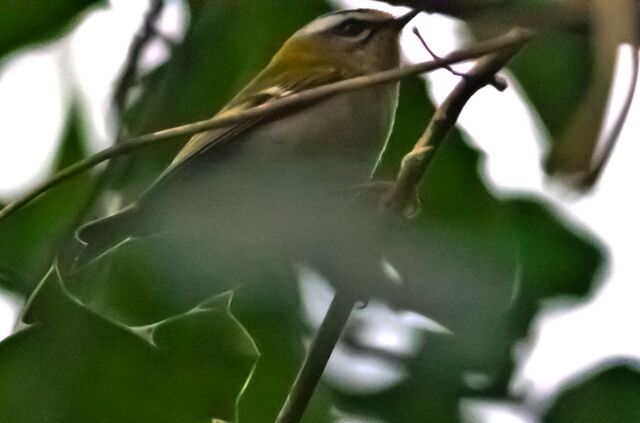 File:Firecrest, Gunnersbury Triangle.jpg