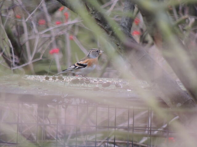 File:Brambling.jpg