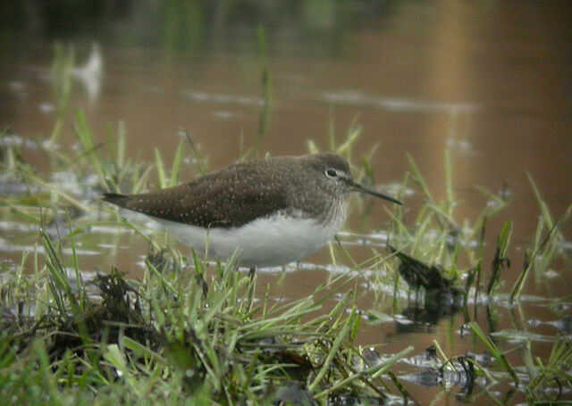 File:Green Sandpiper b - Sutcliffe Park - 05-02-2010 msr.jpg