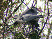 Herons MHP
