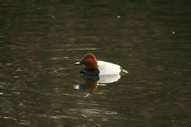 File:Wildlife 1299.jpg