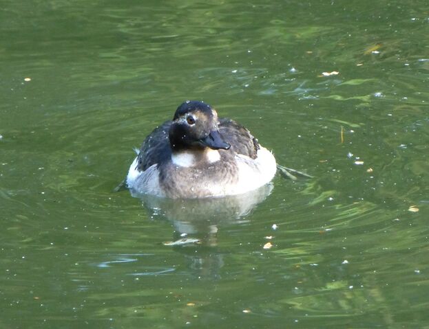 File:Long-tailedDuckPeckham4small.jpg