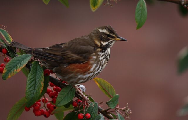 File:Mill hill garden redwing.jpg