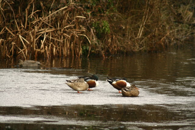 File:Wildlife 1289.jpg