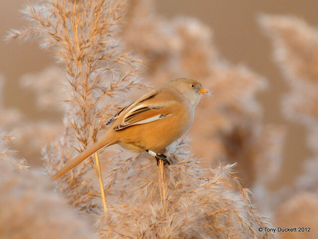 File:Bearded Reedling 2.jpg