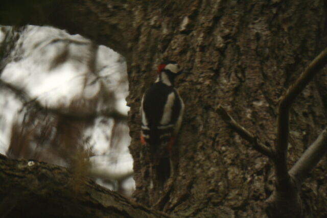 File:Wildlife 1360.jpg