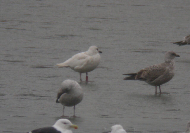File:A Small Leucistic Gull sp 16-01-10 Gangewaters CP.jpg