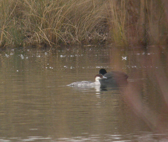 File:Smew (f) (Mollands Lane).jpg