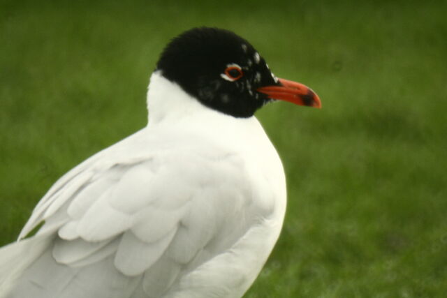 File:Wildlife 1399.jpg